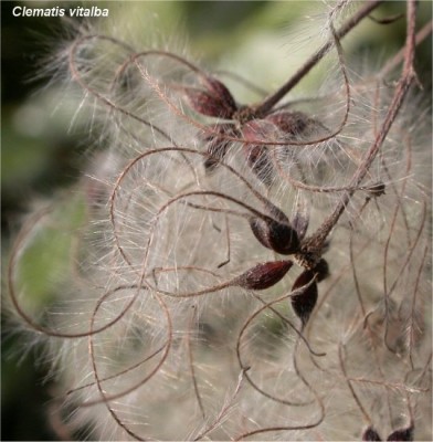 Clematis vitalba fruits.jpg