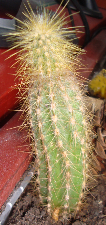 kaktus12.png