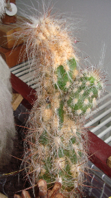 kaktus11.png