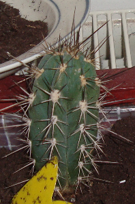 kaktus9.png