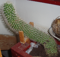 kaktus8.png