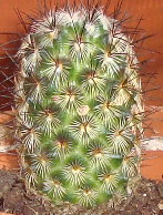 kaktus7.png