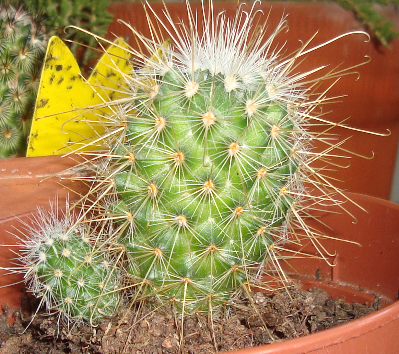 kaktus6.png