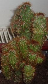 kaktus5.png