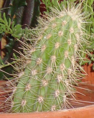 kaktus4.JPG