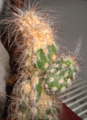 kaktus2.png