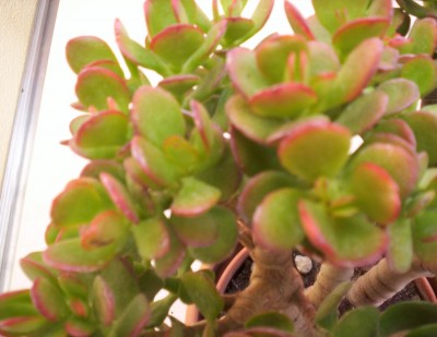 Crassula.jpg