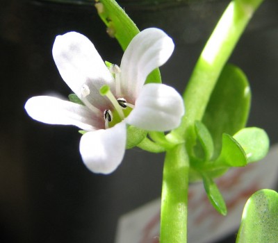 Blüte Brahmi-Pflanze.jpg
