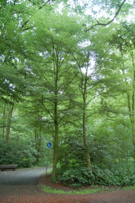 Baum 2.jpg