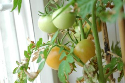 Tomaten 17a.jpg