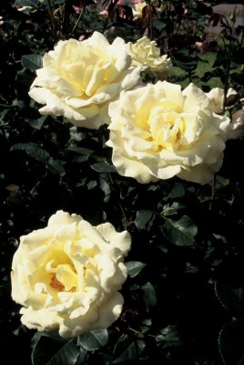 1812-Rosen-mit-Duft.jpg