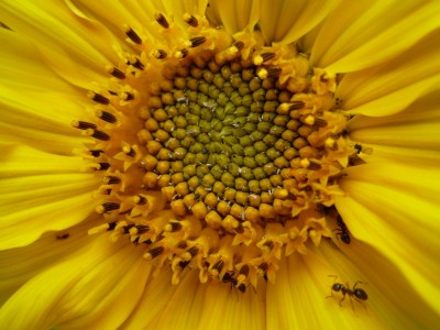 Sonnenblume mit Ameisen.JPG