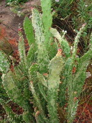 Kaktus-4.JPG