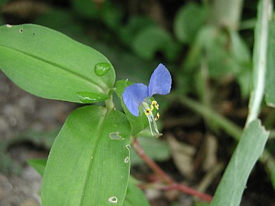 Bauernblume blau16.jpg