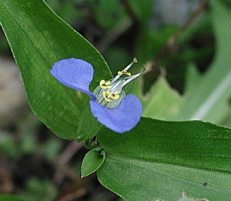 Bauernblume blau2.jpg