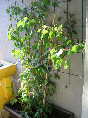 Kiwi-Pflanze-Kletterhilfe_016.jpg
