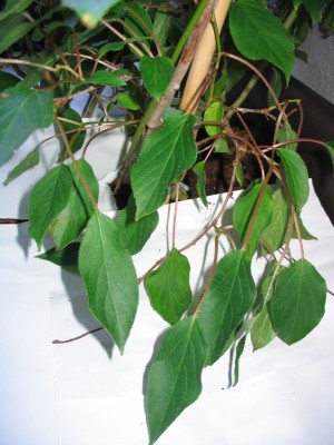 Kiwi-Pflanze-wieder-gesund_003.jpg