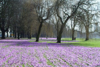 1826-Krokusse-am-Rhein.jpg