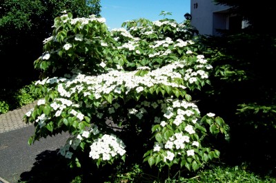 Cornus kousa chinensis - Typ Böhlje - 6.jpg