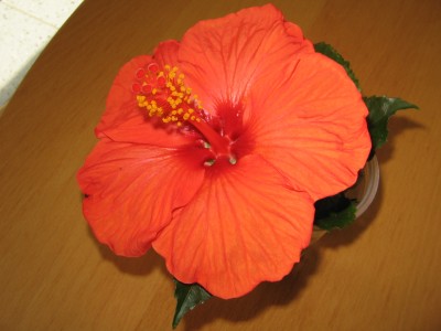 Hibiskus Blühte.jpg