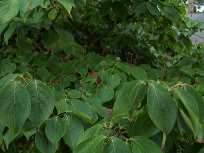 Cornus kousa chinensis - Früchte 2.jpg