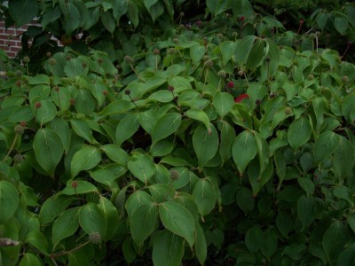 Cornus kousa chinensis - Früchte 1.jpg