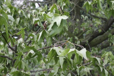 liquidamber.JPG