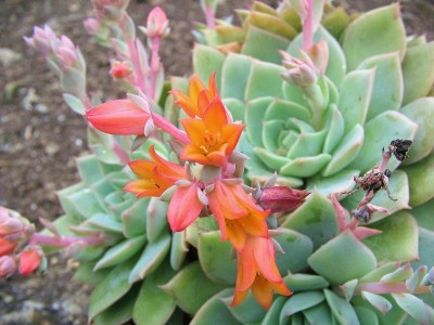 Echeveria ´Vanbreen´ (2).JPG