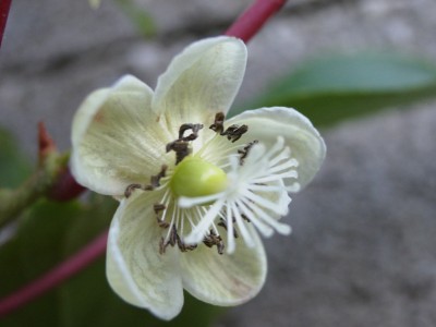 Kiwi - weibliche Blüte.jpg