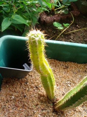 0-Cereus-Kindel.JPG