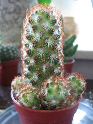 Kaktus3.jpg