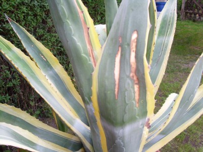 agave 010.JPG