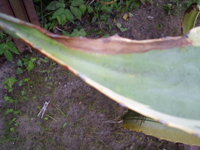 agave 009.JPG