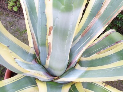 agave 008.JPG