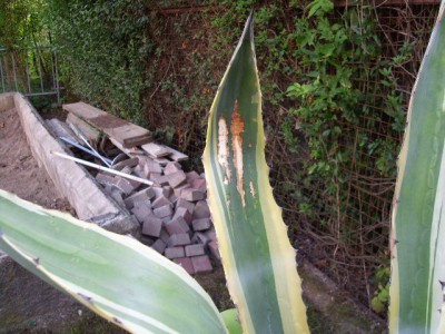 agave 007.JPG