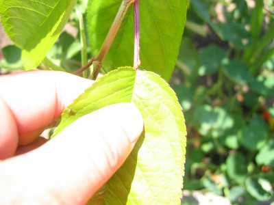 Ameisen kirschbaum am und blattläuse Obstbaumkrankheiten 8