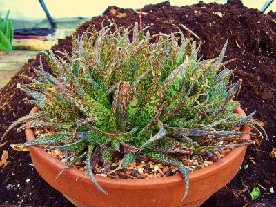 Aloe rauhii.JPG