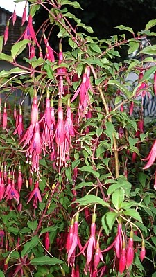 freilandfuchsie - Fuchsia magellanica var. gracilis_1.jpg