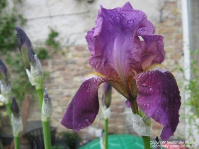 Iris4.jpg