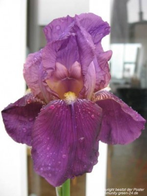 Iris3.jpg