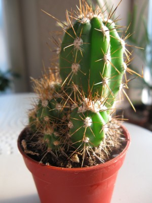 Kaktus4.jpg
