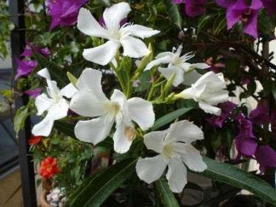 Oleander_Blüten.JPG