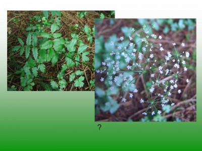 Die Artenvielfalt Blumen1-5.jpg