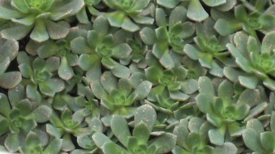 Crassula - Kopie.jpg