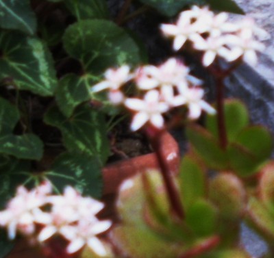 blühender Geldbaum (C. ovata) am Friedhof 2 - Kopie.jpg