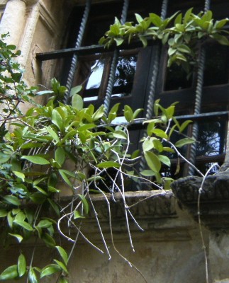 Hoya carnosa auf Fenster - Kopie.jpg