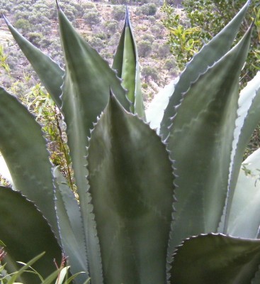 Agave - Kopie.jpg