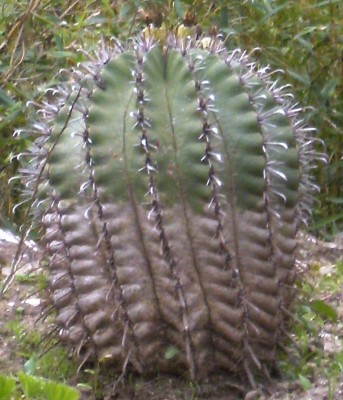 Kaktus mit Früchten - Kopie.jpg