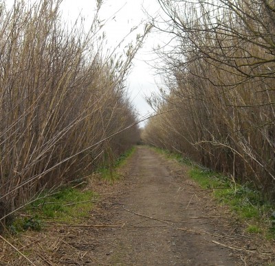 Bambusweg - Kopie.jpg