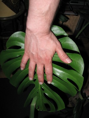 Monstera 1.jpg